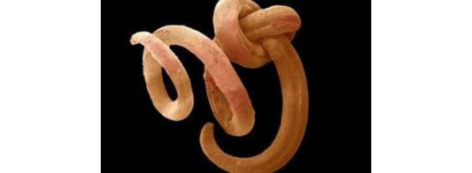 Les oxyures vivants (Vers intestinaux)